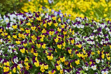 Açık havada yetişen çok renkli çiçekli beyaz ve sarı Viola bitkisi. Viola, Yaygın Violet, Viola üç renkli