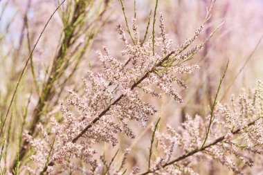 Tamarix gallica, Fransız tamarisk... Yaprak döken, bitkisel, pembe çiçeklerle kaplı ince çalılık. Tamarisk 'in çiçek açan çalısı (Tuz sedir) bahçede