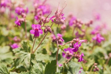 Balkan Cranesbill veya Geranium makrhizum. Leylak pembesi çiçekli bir vinç gagası.. 