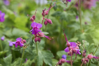 Balkan Cranesbill veya Geranium makrhizum. Leylak pembesi çiçekli bir vinç gagası.. 