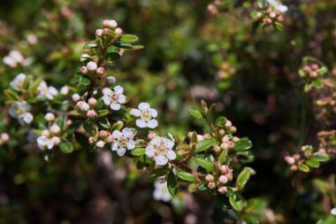 Baeckea Çölü çalılarının çiçekleri (Baeckea crassifolia) baharda çiçek açar