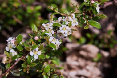 Baeckea Çölü çalılarının çiçekleri (Baeckea crassifolia) baharda çiçek açar
