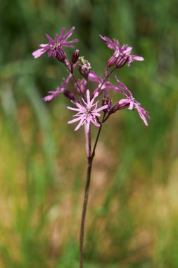 Çiçek açan Lychnis flos-cuculi ya da Ragged Robin 'in yakın çekimi. Çayırda Pembe Ragged-Robin çiçekleri