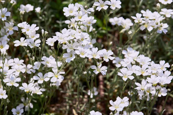 Las Pequeñas Flores Blancas Primavera Campana Pascua Stellaria Holostea Echte — Foto de Stock