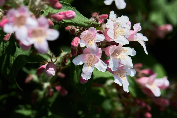 観葉植物Linnaea Amabilis Kolkwitzia Amabilis をブーミングしています この植物は 科の開花植物の一種です — ストック写真