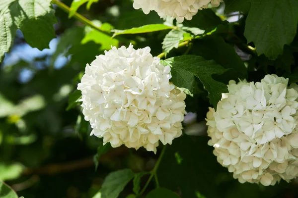 Hermoso Árbol Viburnum Opulus Cerca Roseum Snowball Viburnum Guelder Rose —  Fotos de Stock