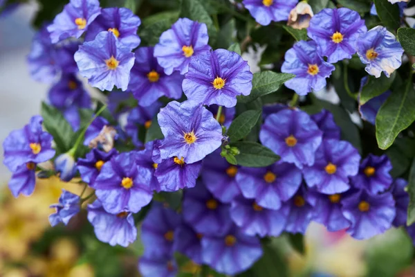 Lycianthes Rantonnetii Dekorativ Den Blã Potatisbusken Eller Paraguay Nattskugga Art — Stockfoto