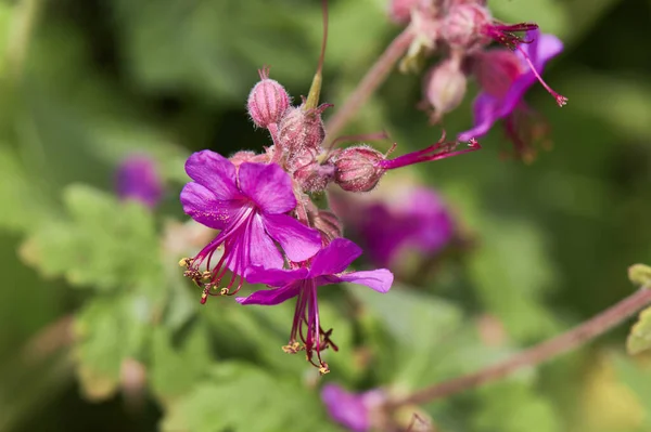 Balkan Cranesbill Veya Geranium Makrhizum Leylak Pembesi Çiçekli Bir Vinç — Stok fotoğraf