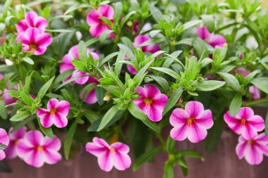 Çok renkli Calibrachoa, açık havada açan milyonlarca çan çiçeği. Calibrachoa, Solanaceae familyasından bir bitki cinsidir.. 