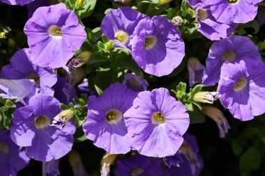 Bahçede açan bir sürü Mor Petunya çiçeği var. Yakın plan Petunya çiçekleri.