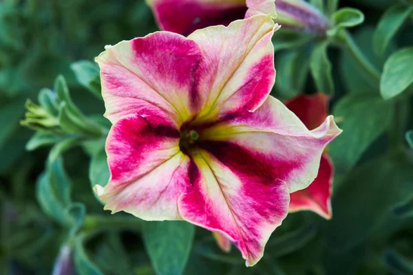 Färgglada Rosa Och Vita Petunia Blommor Blommig Bakgrund Med Blommande — Stockfoto