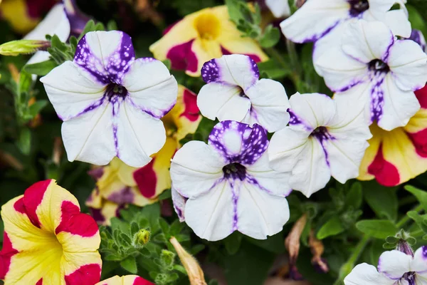 Flores Coloridas Petunia Floreciendo Jardín Sobre Fondo Verde — Foto de Stock