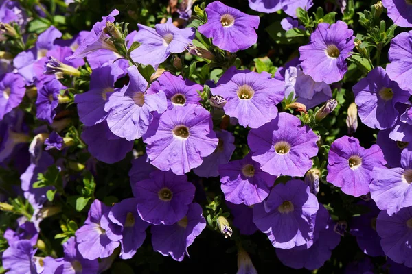Banyak Bunga Purple Petunia Yang Mekar Kebun Menutup Bunga Petunia — Stok Foto