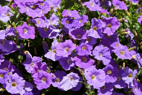Plenty Purple Petunia Flowers Blooming Garden Closeup Petunia Flowers — Stock Photo, Image