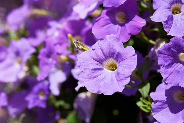 Banyak Bunga Purple Petunia Yang Mekar Kebun Menutup Bunga Petunia — Stok Foto