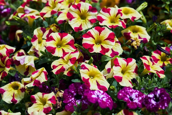 Kleurrijke Petunia Bloemen Bloeien Een Tuin Een Groene Achtergrond Stockfoto