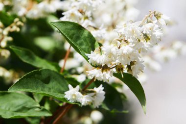 Deutzia crenata çiçekleri (Japon kar çalısı, Slender Deutzia). Fuzzy Deutzia, Deutzia scabra çiçek açtı
