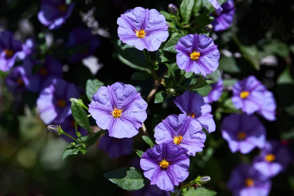 Lycianthes Rantonnetii Dekoratif Bitki Mavi Patates Çalısı Veya Paraguay Itüzümü — Stok fotoğraf