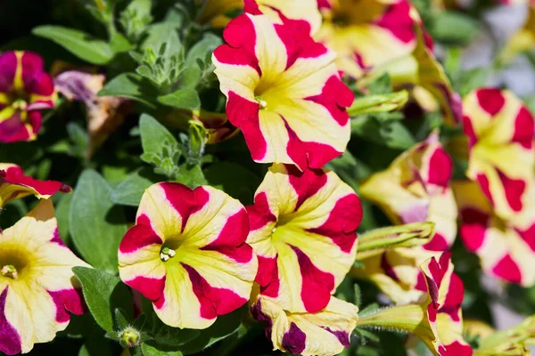 Coloridas Flores Petunia Rojas Amarillas Maceta Hermosas Petunias Floreciendo — Foto de Stock
