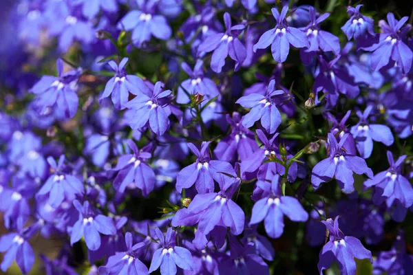 Niebieski Szlak Lobelia Sapphire Kwiaty Jego Łacińska Nazwa Lobelia Erinus — Zdjęcie stockowe