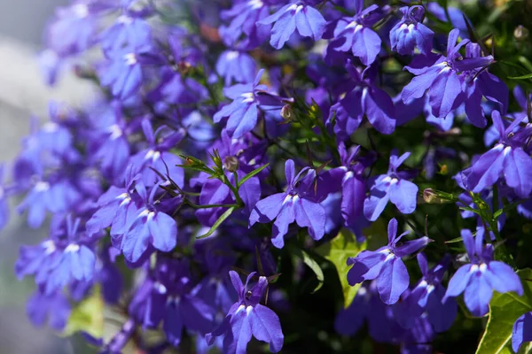Blue Trailing Lobelia Sapphire Flowers Its Latin Name Lobelia Erinus — стоковое фото