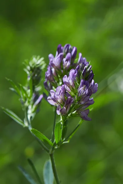 Medicago Sativa Alfafa Lucerna Flor Close Alfalfa Utilizado Medicina Herbal — Fotografia de Stock