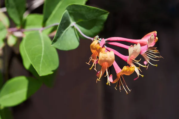 Close Pink Honeysuckle Flowers Variedade Lonicera Periclymenum Serotina Late Dutch — Fotografia de Stock