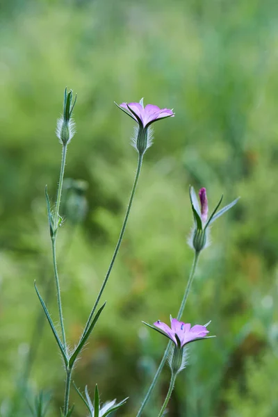Maïskolf Agrostemma Githago Bloemen Caryophyllaceae Eenjarige Plant Het Een Belangrijke — Stockfoto
