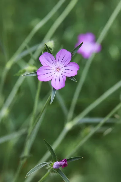 Kukurydza Agrostemma Githago Kwiaty Roślina Caryophyllaceae Jest Ważna Roślina Lecznicza — Zdjęcie stockowe