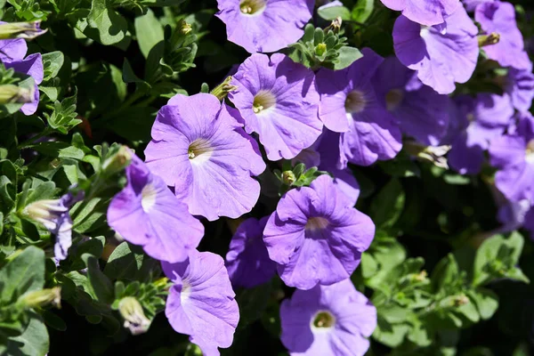 Plenty Purple Petunia Flowers Blooming Garden Closeup Petunia Flowers — Stock Photo, Image