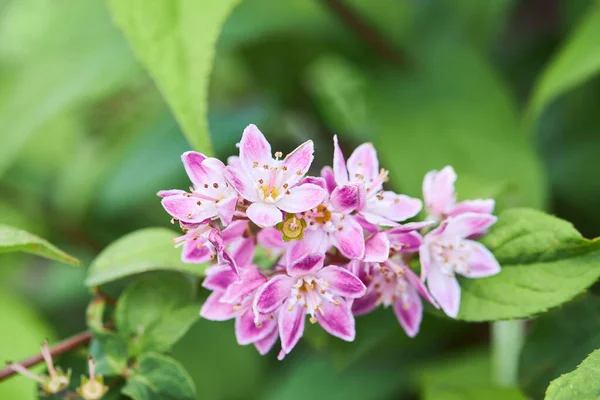 Deutzia Hybrida Aardbeienvelden Bloeien Juni Close Roze Bloemen Rechtenvrije Stockafbeeldingen