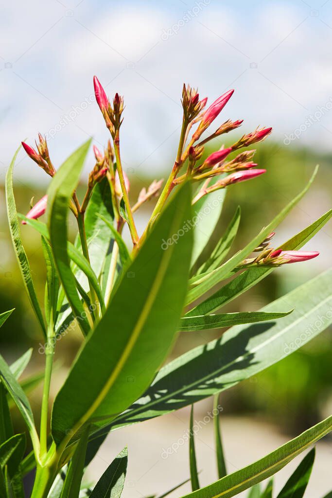 A branch of Oleander (Nerium oleander) plant flowers, buds and foliage. Close up
