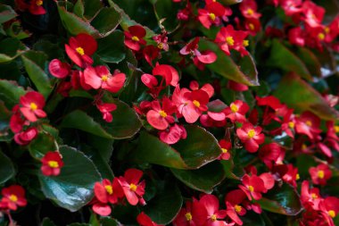 Bahçede açan begonyalılar, açık havada büyüyen begonyalılar.
