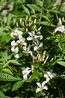 Beyaz Cleome Spinosa 'nın (Capparaceae) ya da bahçede açan Örümcek çiçeğinin yakın çekimi.