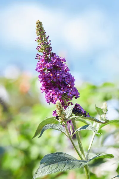 Buddleja Davidii Empire Blue Flor Plena Floração Verão — Fotografia de Stock