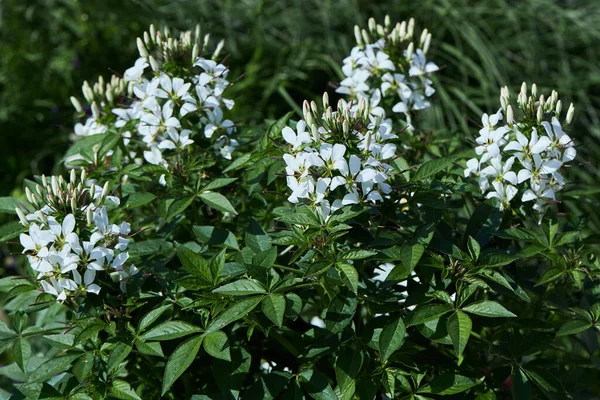 Beyaz Cleome Spinosa 'nın (Capparaceae) ya da bahçede açan Örümcek çiçeğinin yakın çekimi.