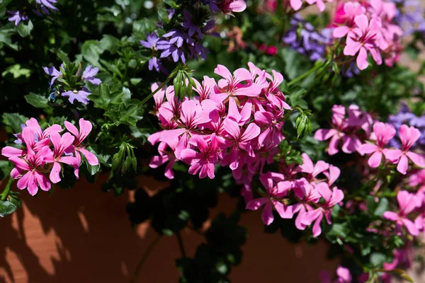 Pelargonium Peltatum Bright Pink Double Flowers Close Storksbill Geranium Popular — Stock Photo, Image