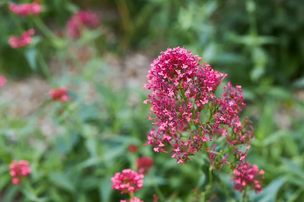 Flores Vermelhas Valéria Spur Valerian Kiss Quick Foxs Brush Jupiters — Fotografia de Stock