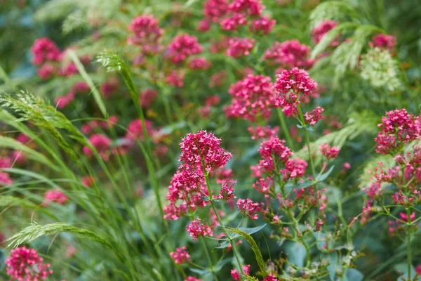 Flores Valeriana Roja Valeriana Espolón Bésame Rápido Cepillo Zorros Barba — Foto de Stock