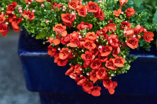 Twinspur Diascia Little Tango Oranje Bloeiende Bloemen Sluiten Diascia Little Rechtenvrije Stockfoto's