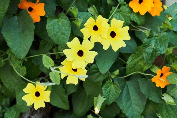 Rama Loach Thunbergia Alata Flores Amarillas Anaranjadas Con Centro Negro Fotos de stock