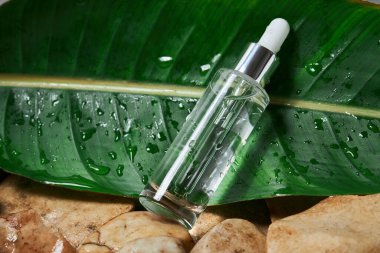 Yeşil yapraklı ve taşlı doğal arka planda damlatıcısı olan şeffaf bir şişede sıvı jel ya da serum..