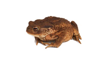 Sıradan kurbağa ya da bufo marinus, Bufo bufo, beyaz arkaplandan soyutlanmış
