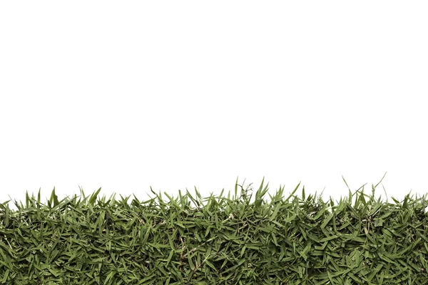 Green grass texture on isolate white background — Stock Photo, Image