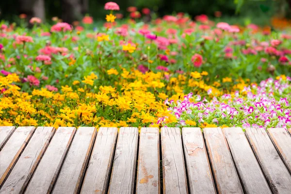 Flower garden — Stock Photo, Image