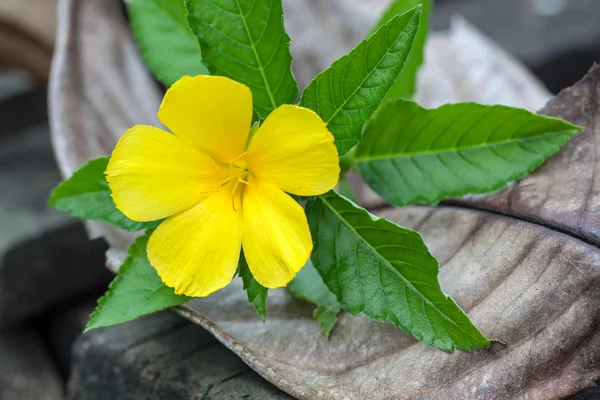 Yellow flower in on wooden bridge — Stock Photo, Image