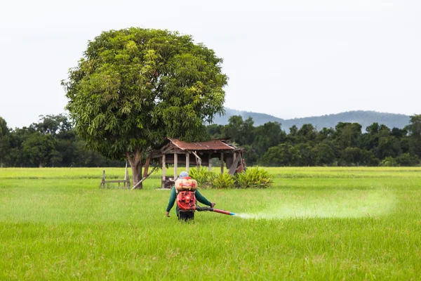 Agriculteur travaillant dans un champ vert — Photo