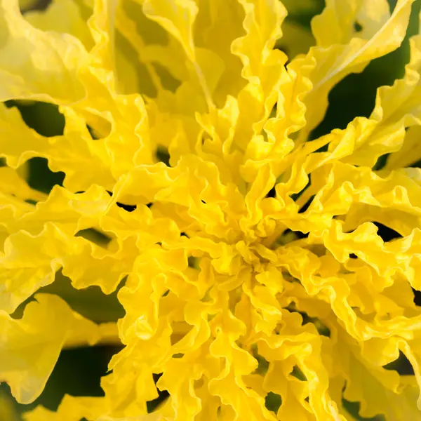 Texture fleur jaune — Photo