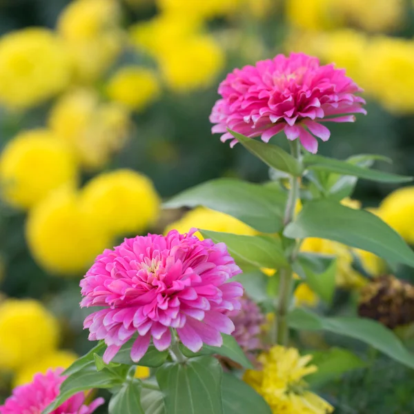 Flor de Zinnia — Foto de Stock