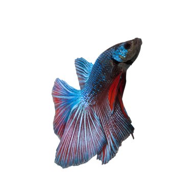 Siyam mücadele balık